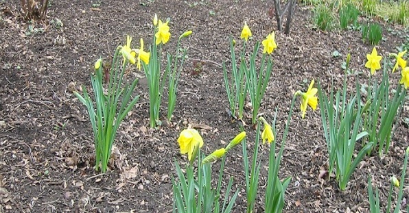 Daffodils - Yellow